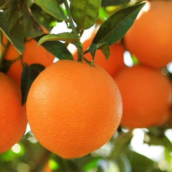 Portakalın faydaları nelerdir?  Portakal hangi rahatsızlıkları ve hastalıkları önler?