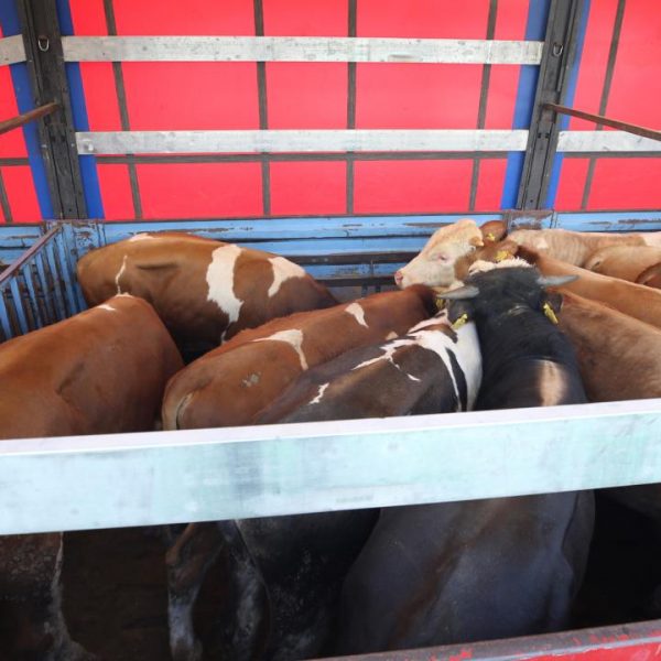 Kurban seferi Doğu Anadolu’dan başladı