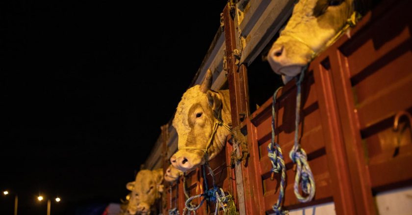 İstanbul’a kurbanlık hayvan girişleri başladı