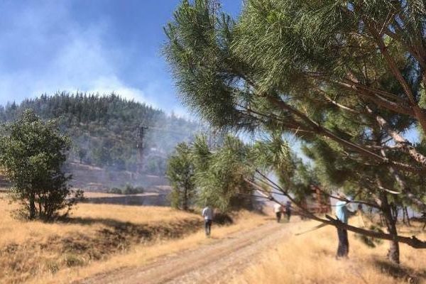 Kahramanmaraş’ta orman yangını – Güncel Haberler