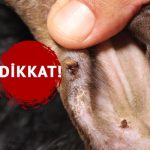 Bu hastalık ölümcül olabilir: ‘Yıllardır bu işle uğraşıyorum, bana hastalık bulaşmaz demeyin!’