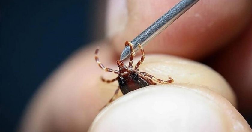 Kene ısırması belirtileri nelerdir? Kene ısırığı nasıl olur? Kene ısırığı nasıl anlaşılır? – Son Dakika Yaşam Haberleri