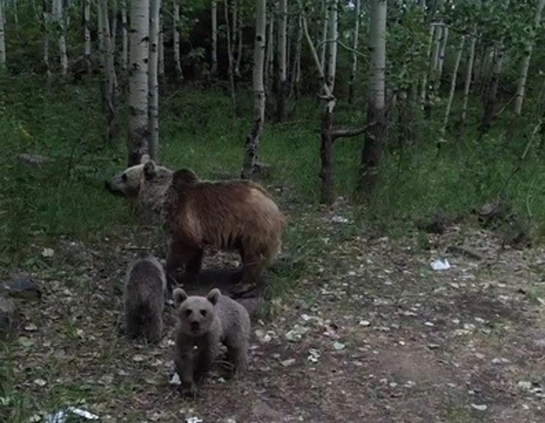 Ayılar drone ile karşılaştı - O anlar kameraya yansıdı