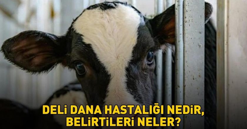 Deli dana hastalığı nasıl bulaşır? Ankaradan sonra Boluda da ortaya çıktı! Deli dana hastalığı nedir, belirtileri neler?